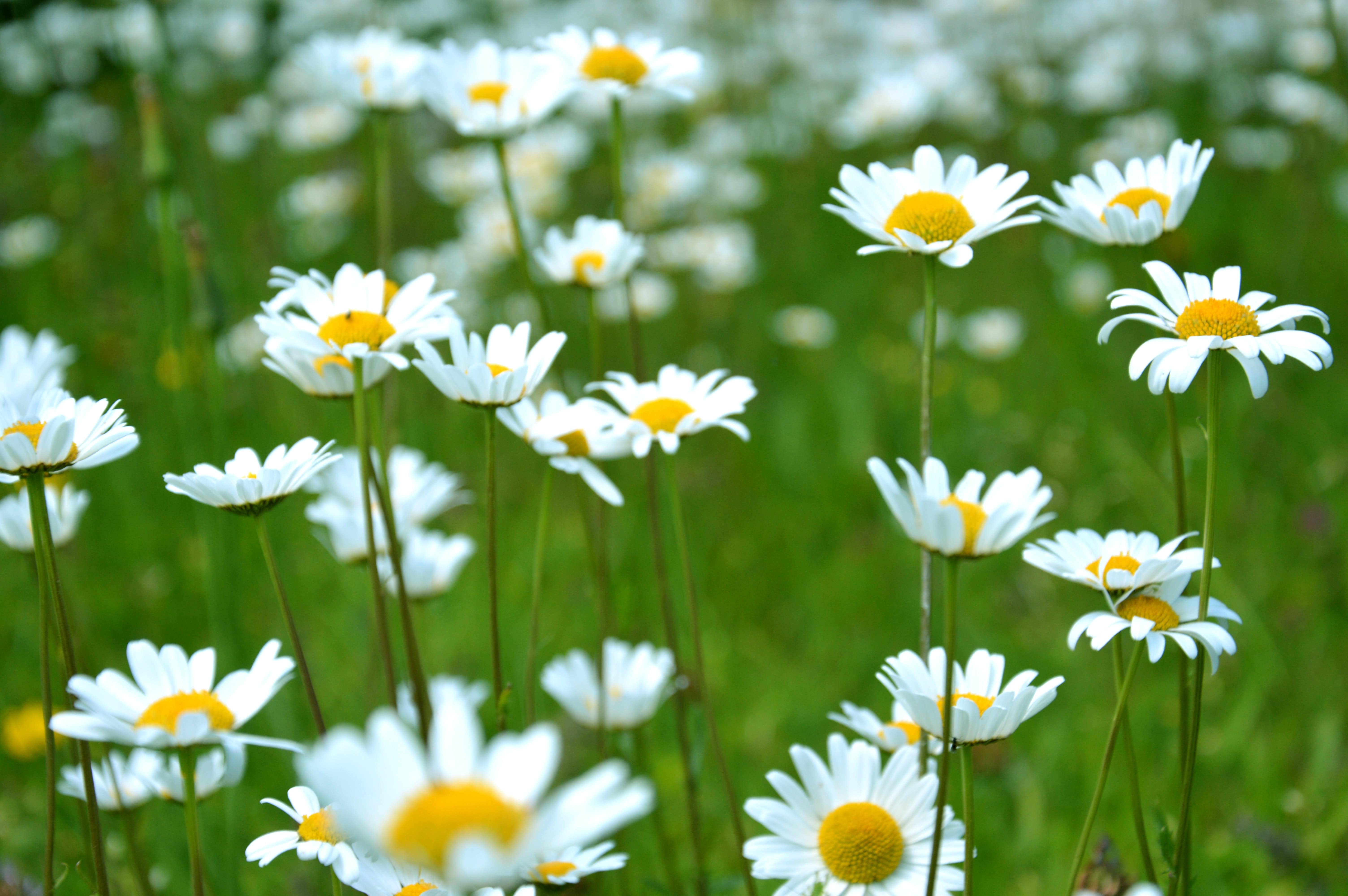 daisy flowers